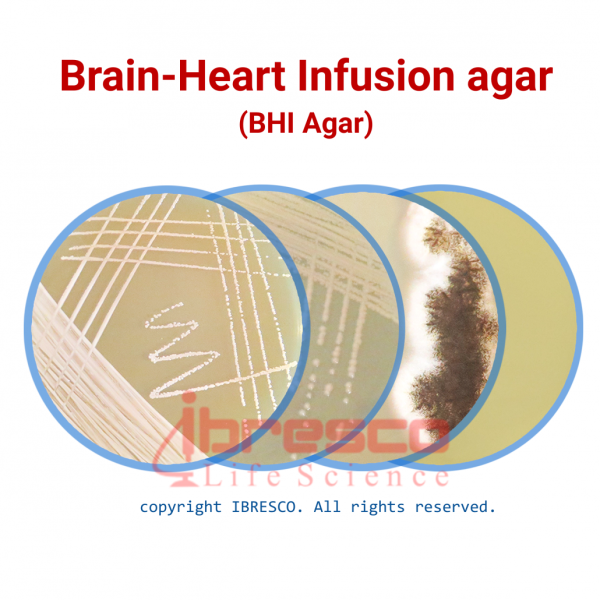 Brain Heart Infusion Bhi Agar