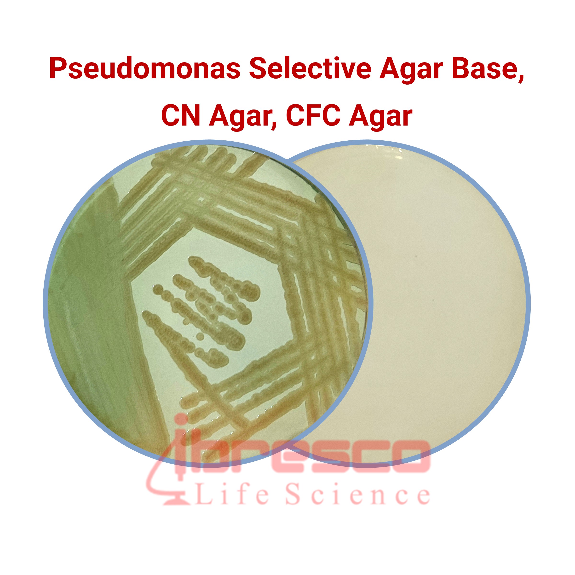 Pseudomonas Selective Agar Base Cn Agar Cfc Agar Ibresco