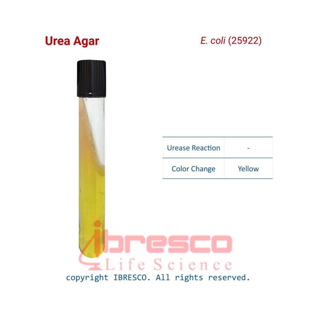 Urea Agar Base Ibresco