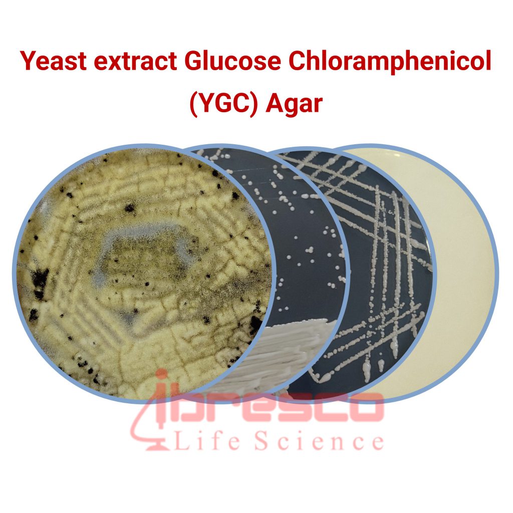 Yeast Glucose Chloramphenicol Agar Ygc Agar