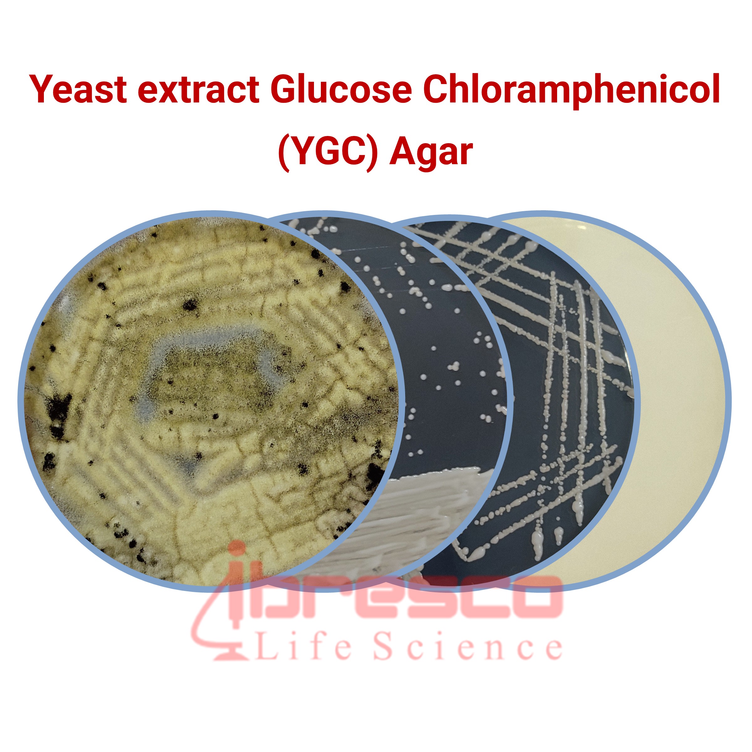 Yeast Glucose Chloramphenicol Agar YGC Agar وای جی سی آگار ایبرسکو