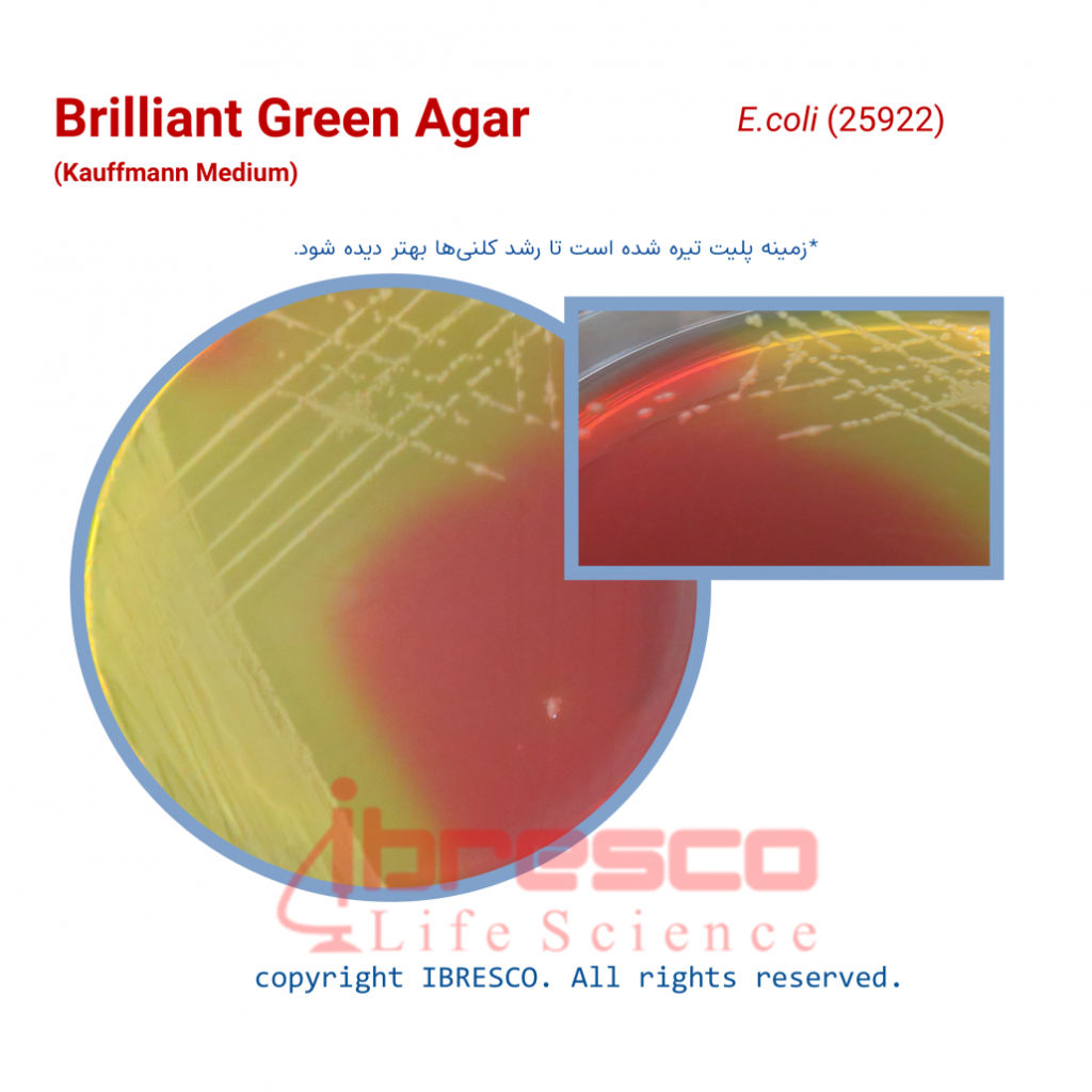 Brilliant Green Agar (BGA) | برلیانت گرین آگار | ایبرسکو