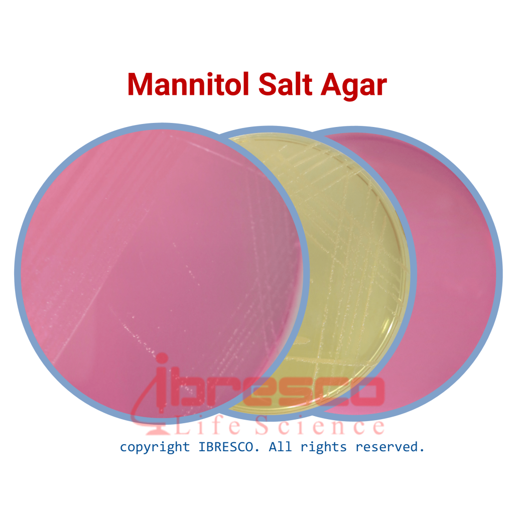 Mannitol Salt Agar | مانیتول سالت آگار | ایبرسکو