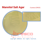 Mannitol Salt Agar-S.aureus