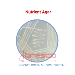 Nutrient Agar