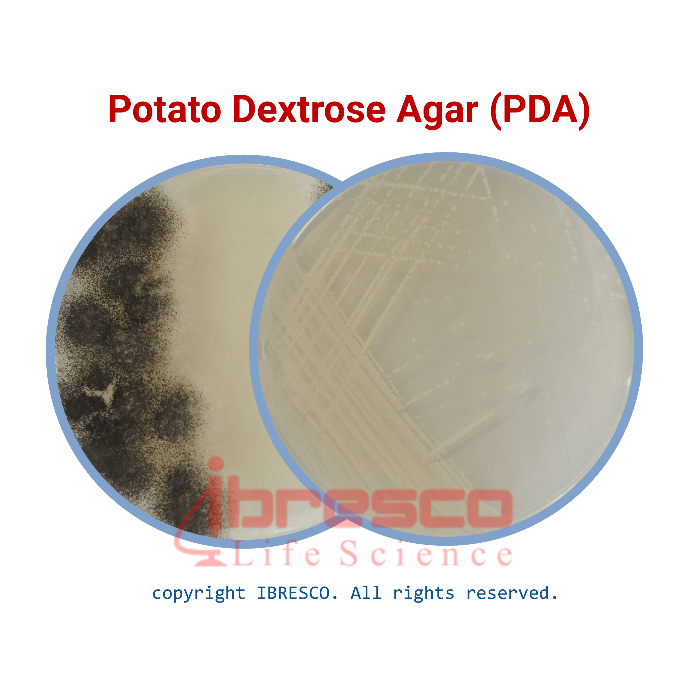 Potato Dextrose Agar Pda پوتیتو دکستروز آگار ایبرسکو 7454