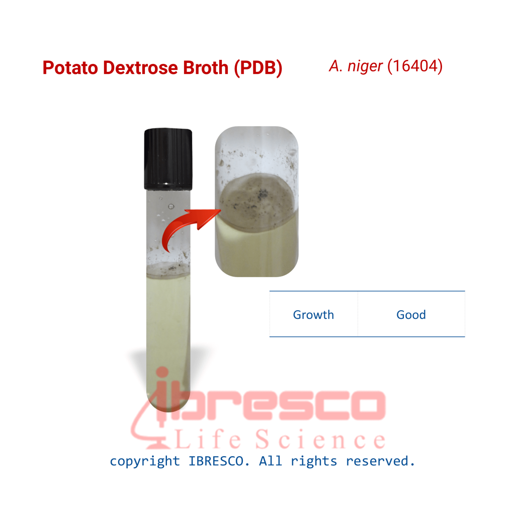 Potato Dextrose Broth (PDB) پوتیتو دکستروز براث ibresco