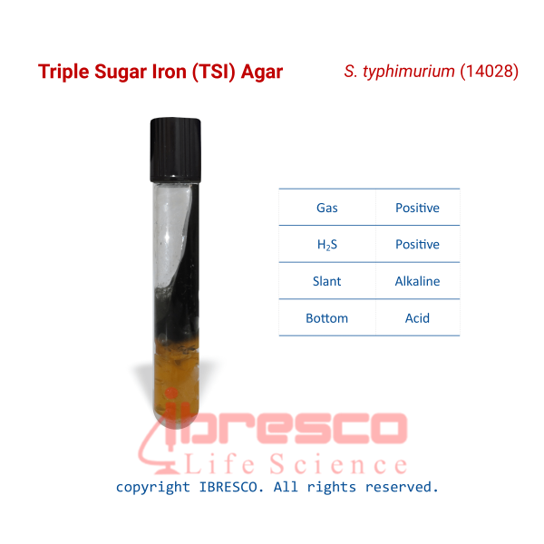 Triple Sugar Iron (TSI) Agar | ibresco