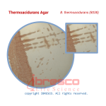 Thermoacidurans agar-B. thermoacidurans (8038)
