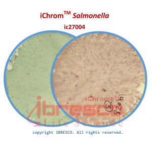 09-iChromTM Salmonella
