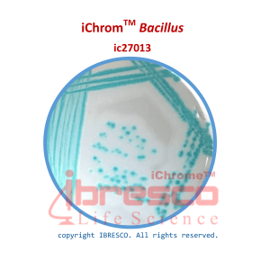 12-iChromTM Bacillus