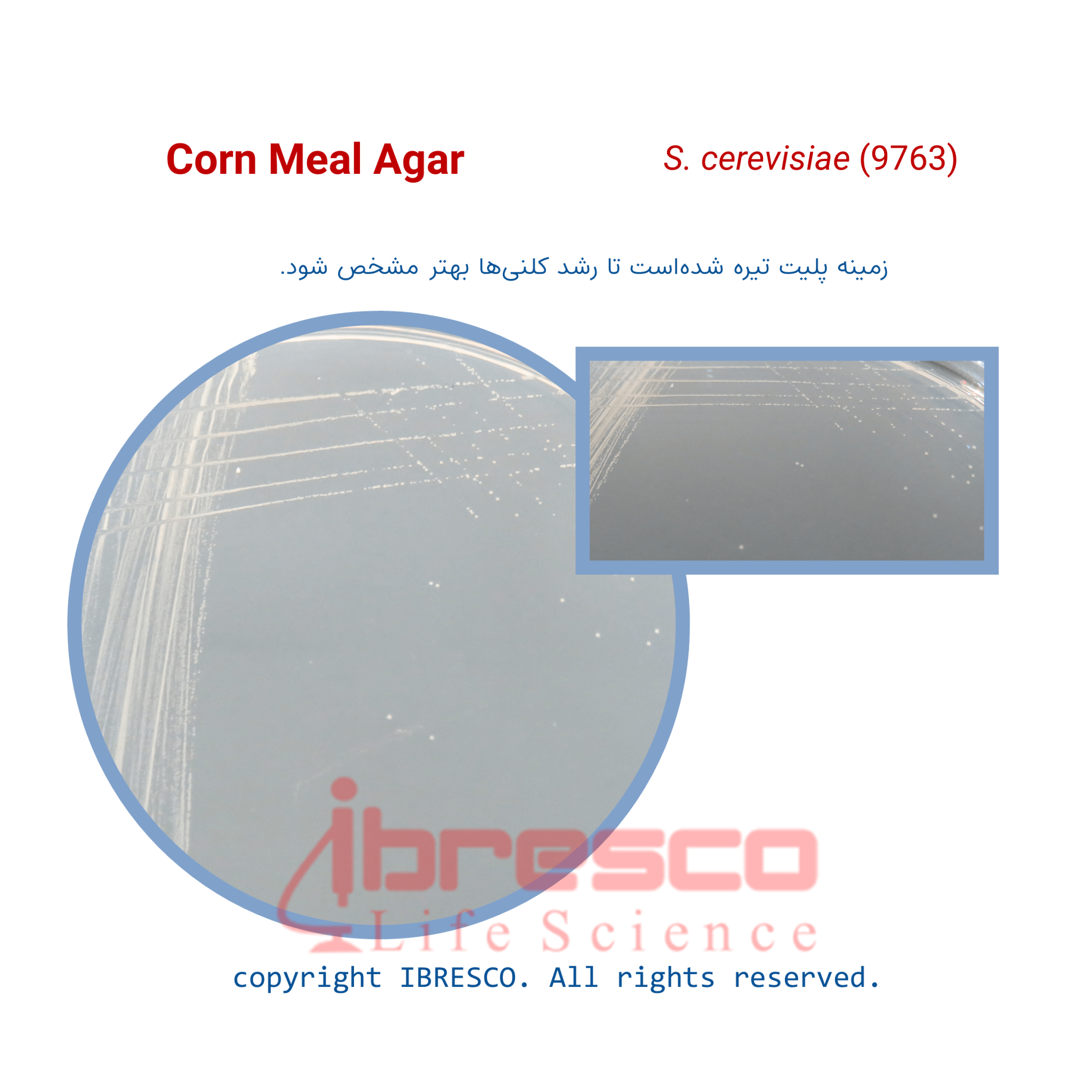 Corn Meal Agar کورن میل آگار ایبرسکو
