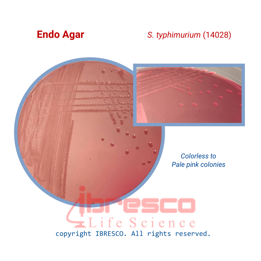 ENDO Agar | اندو آگار | ایبرسکو