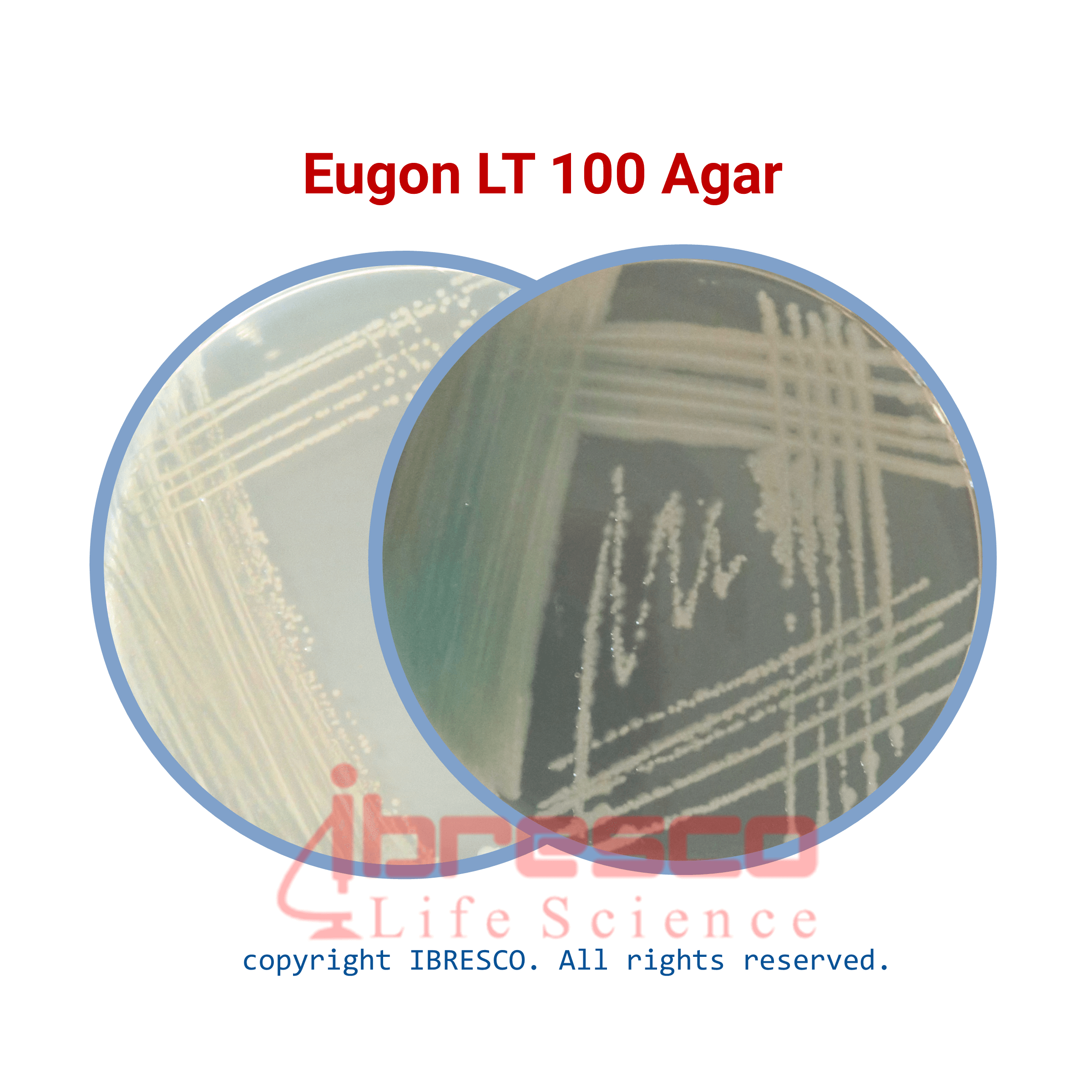 EugonLT100 Agar-ibresco