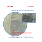LB Agar-E. coli (25922)-ibresco