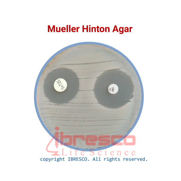 Mueller Hinton Agar مولر هینتون آگار ibresco
