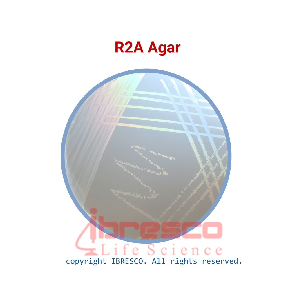 R2A Agar | آر 2 اِی آگار | ایبرسکو