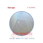 R2A agar-E. coli (25922)-ibresco