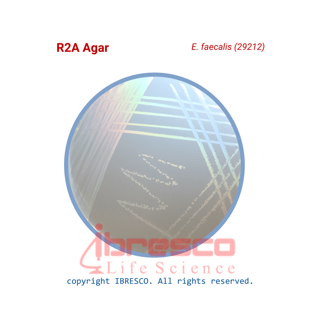R2A Agar آر 2 اِی آگار ایبرسکو