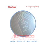 R2A agar-P. aeruginosa (27853)-ibresco
