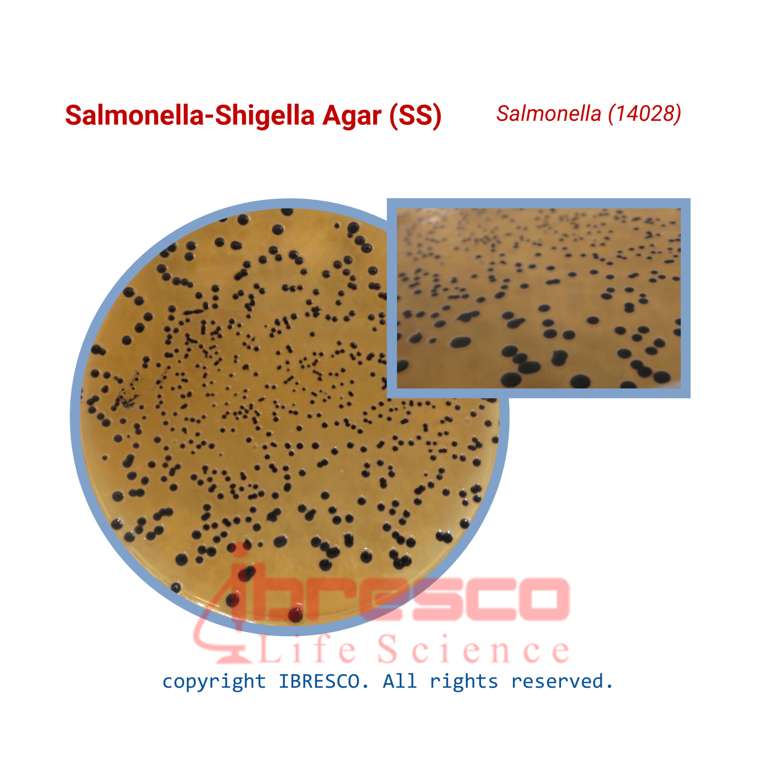 Salmonella-Shigella Agar | سالمونلا-شیگلا آگار | ibresco