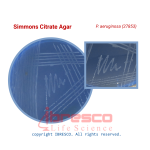 Simmons citrate-P. aeruginosa (27853)-ibresco