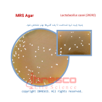 MRS agar-Lactobacillus casei(39392)-ibresco