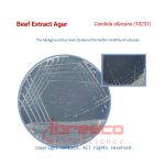 Beef_Extract_Agar_Candida_albicans(10231)