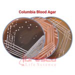 Columbia_Blood_Agar