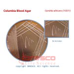 Columbia_Blood_Agar_Candida_albicans(10231)