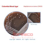 Columbia_Blood_Agar_Staphylococcus_aureus(25923)