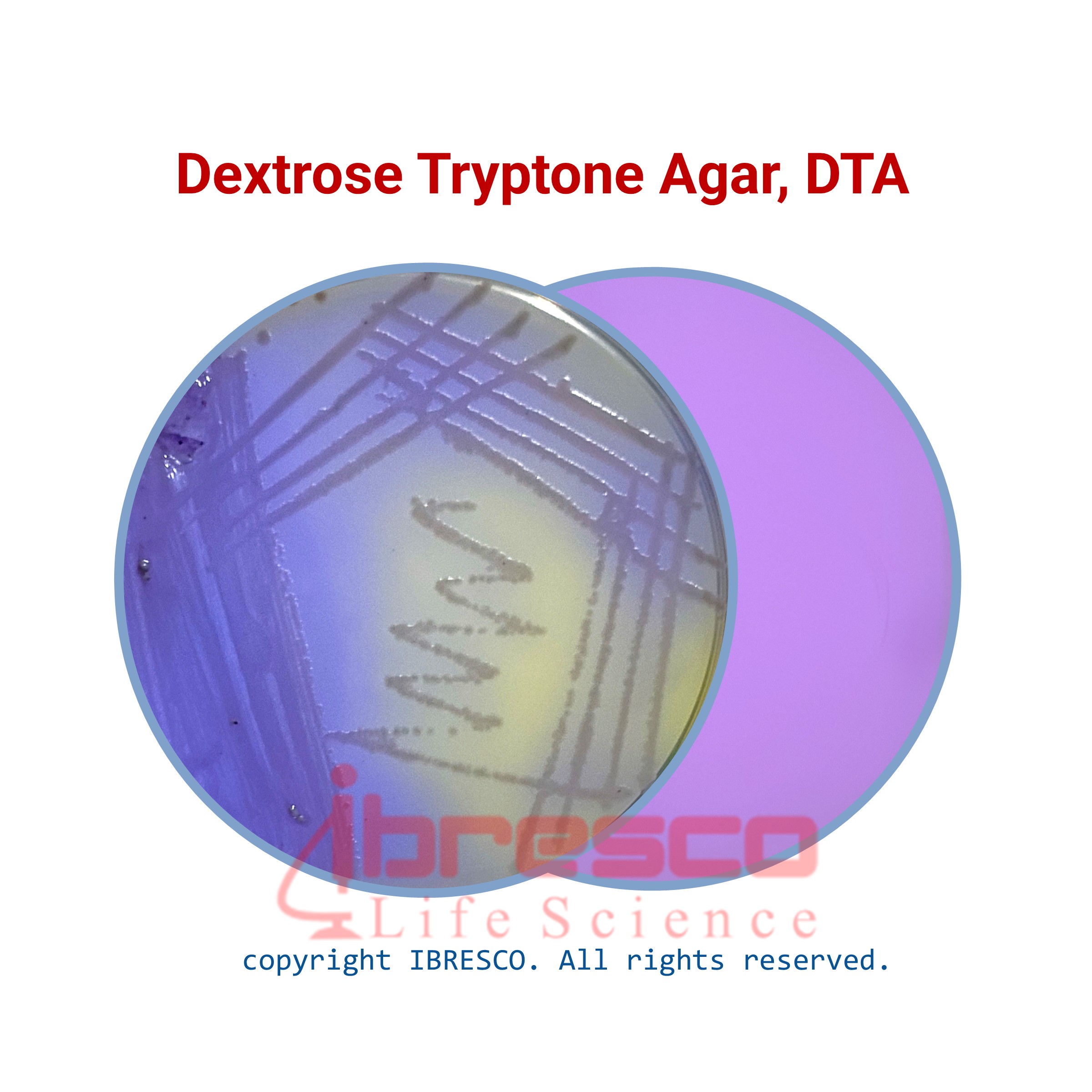 Dextrose Tryptone Agar, DTA | دکستروز تریپتون آگار | ibresco