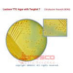 Lactose_TTC_Agar_Citrobacter_freundii(8090)