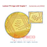 Lactose_TTC_Agar_Escherichia_coli(25922)