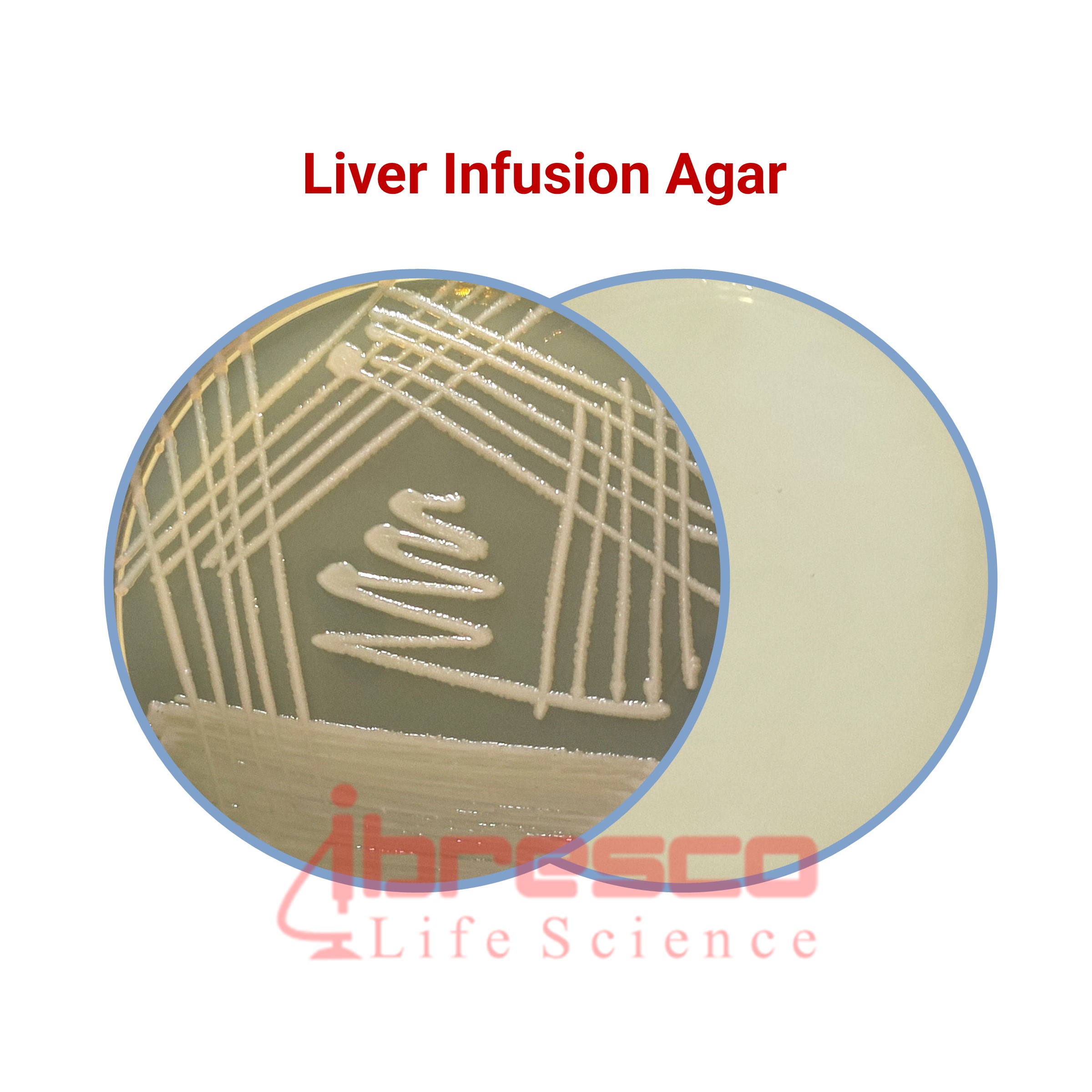 Liver Infusion Agar Ibresco 1558