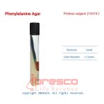 Phenylalanine_Agar_Proteus_vulgaris(13315 )