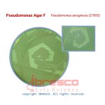 Pseudomonas_Agar_F_Pseudomonas_aeruginosa(27853)