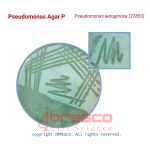 Pseudomonas_Agar_P_Pseudomonas_aeruginosa(27853)