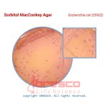 Sorbitol_MacConkey_Agar_Escherichia_coli_(25922)