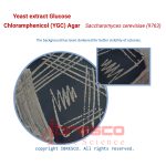 YGC_Saccharomyces_cerevisiae(9763)